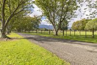 dirt road and row of trees along grassy field with mountains in the background for a creative picture