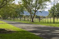 dirt road and row of trees along grassy field with mountains in the background for a creative picture