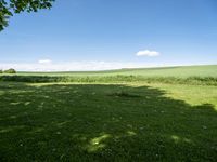 green and blue pasture with shade on grass and a large field of tall grass and trees