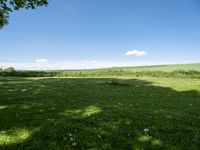 green and blue pasture with shade on grass and a large field of tall grass and trees