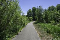 a view down a long paved trail that runs alongside a forest area on one side and a wooded area on the other