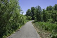 a view down a long paved trail that runs alongside a forest area on one side and a wooded area on the other