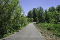 a view down a long paved trail that runs alongside a forest area on one side and a wooded area on the other