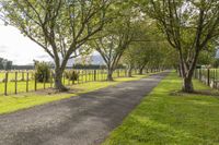 a driveway is lined with trees near a grass covered field in an open pasture area