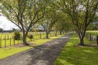 a driveway is lined with trees near a grass covered field in an open pasture area