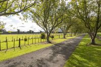 a driveway is lined with trees near a grass covered field in an open pasture area