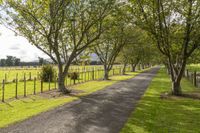 a driveway is lined with trees near a grass covered field in an open pasture area