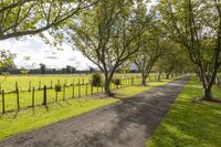 a driveway is lined with trees near a grass covered field in an open pasture area