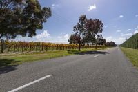 Lush Green Landscape Road in Nature