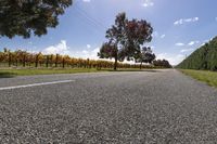 Lush Green Landscape Road in Nature 003