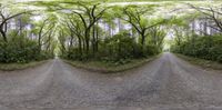 this photo shows a road with multiple trees in the middle of it and a single tree at the end