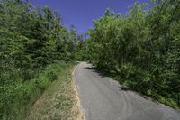 a rural road with a bike that is next to some tall green trees on either side