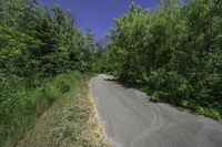 a rural road with a bike that is next to some tall green trees on either side