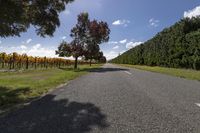 Lush Green Landscape: Vineyards in Agriculture