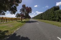 Lush Green Landscape: Vineyards in Agriculture