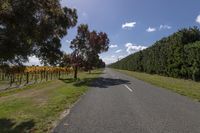 Lush Green Landscape: Vineyards in Agriculture