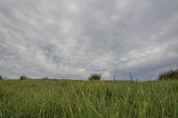 Lush Green Landscape with Clouds in the Horizon