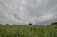 Lush Green Landscape with Clouds in the Horizon