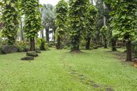 Lush Green Lawn Property Garden