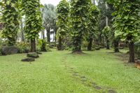 Lush Green Lawn Property Garden