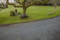 a park bench next to a tree in the grass, on a road with no sidewalks or traffic