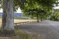 Lush Green Park: Nature's Beautiful Landscape