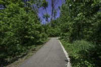 a long, narrow paved road with trees along side of it in the summertime
