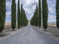 Lush Green Road in Tuscany, Italy