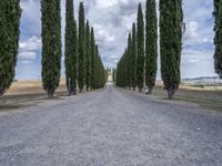 Lush Green Road in Tuscany, Italy