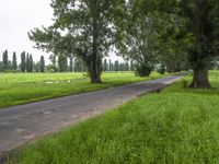 Lush Green Vegetation in Bega Valley, Australia