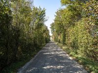 a gravel road in the middle of many trees and shrubbery in a small, open area