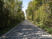 a gravel road in the middle of many trees and shrubbery in a small, open area