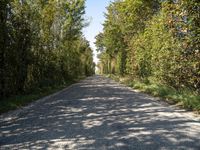 a gravel road in the middle of many trees and shrubbery in a small, open area