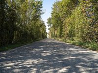 a gravel road in the middle of many trees and shrubbery in a small, open area