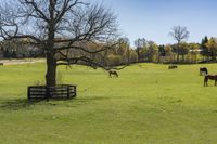 horses graze on grass beside a wooden fence and tree that has no leaves on it