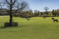 horses graze on grass beside a wooden fence and tree that has no leaves on it