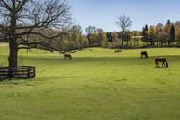 horses graze on grass beside a wooden fence and tree that has no leaves on it