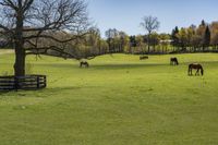 horses graze on grass beside a wooden fence and tree that has no leaves on it