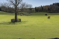 horses graze on grass beside a wooden fence and tree that has no leaves on it