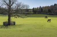 horses graze on grass beside a wooden fence and tree that has no leaves on it