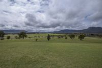 Lush Green Vegetation in Mountain Landscape