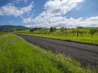 Lush Green Vegetation in a Rural Landscape