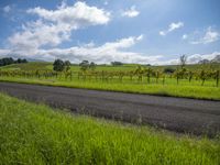 Lush Green Vegetation in a Rural Landscape