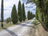 gravel road leading to a row of cypress trees on both sides of the country lane