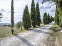 gravel road leading to a row of cypress trees on both sides of the country lane