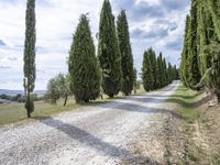 gravel road leading to a row of cypress trees on both sides of the country lane