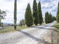 gravel road leading to a row of cypress trees on both sides of the country lane