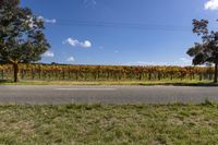 Lush Green Vineyard Landscape on a Sunny Day