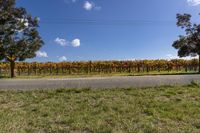 Lush Green Vineyard Landscape on a Sunny Day