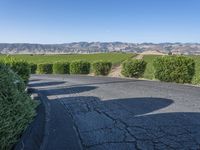 Lush Green Vineyard Road in California, USA